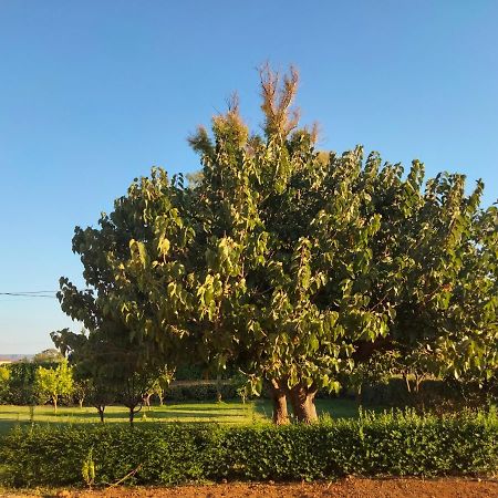 Agriturismo I Doni Del Mandorlo 阿尔盖罗 外观 照片