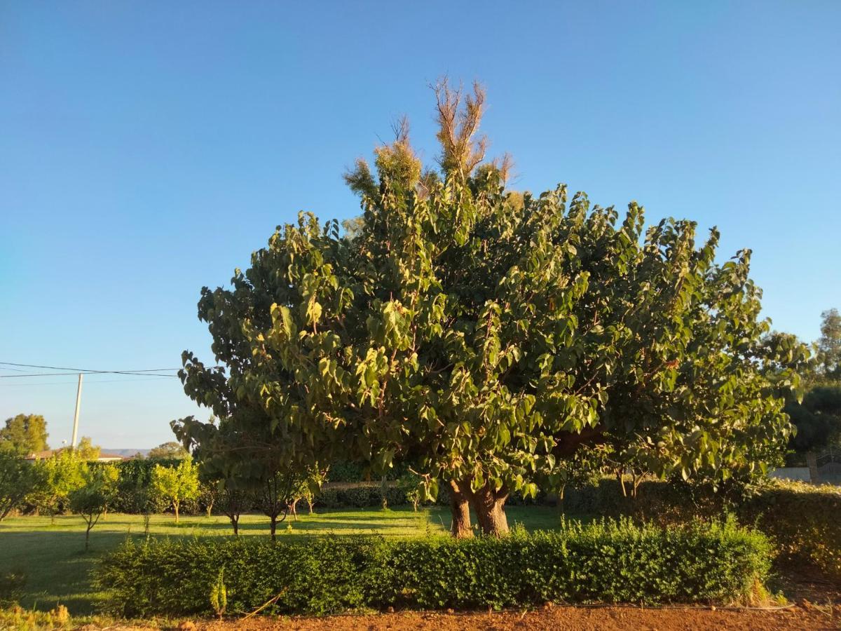 Agriturismo I Doni Del Mandorlo 阿尔盖罗 外观 照片
